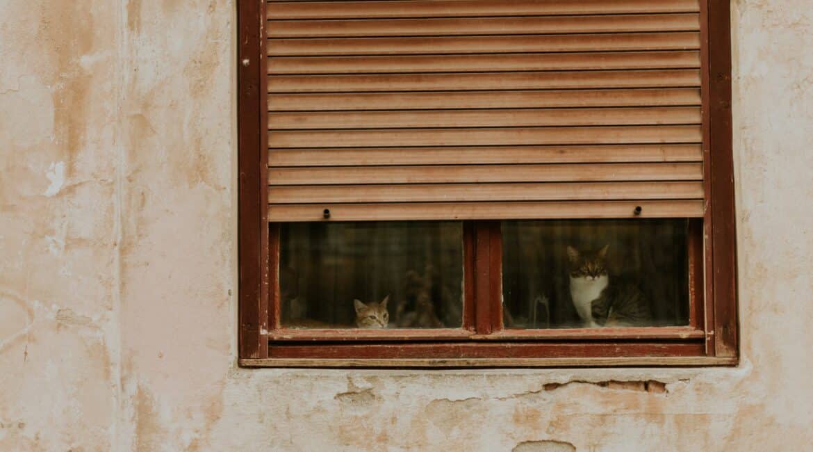 shutter